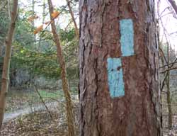 Blue Blazes mark the Buckeye Trail in Cuyahoga Valley National Park, Summit County, Ohio (Northeast Ohio)