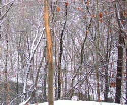 An image of the Highbridge trail area of Cascade Valley MetroPark in Akron, Ohio