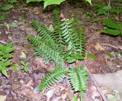 The dark green fronds of Polystichum acrostoides,the Christmas Fern.