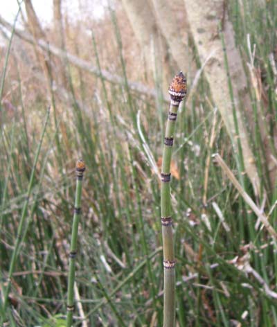 Horsetail, or Scouring Rush, a plant growing along the Rail Trail in Holmes County