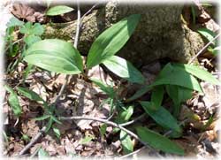 Ramps, or wild leeks in the forest along Boston Run, a tributary to the Cuyahoga River in Cuyahoga Valley National Park