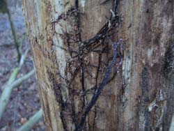 A dead tree that had been infested with shoestring root rot