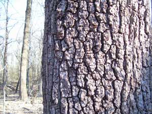 Roughly fissured dark bark of a Black Walnut Tree.